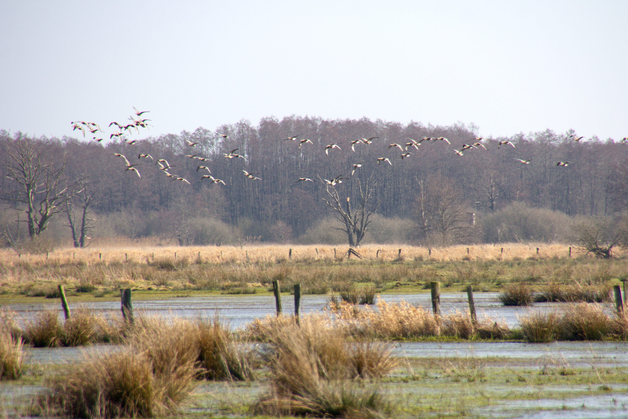 Naturschutzpark Meerbruchwiesen